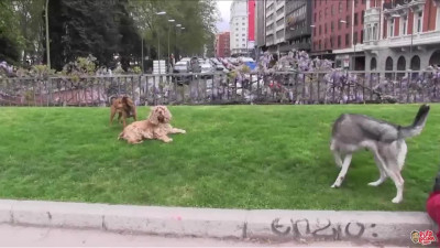 Spanish amateur bukkake in the street